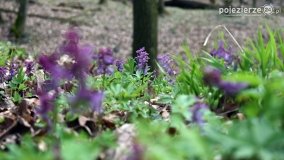 Kociałkowa Górka w kwiatach kokoryczy - zdjęcie 23