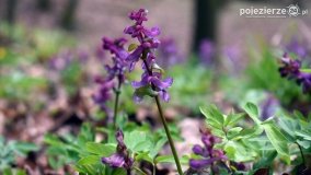 Kociałkowa Górka w kwiatach kokoryczy - zdjęcie 22