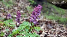 Kociałkowa Górka w kwiatach kokoryczy - zdjęcie 21