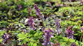 Kociałkowa Górka w kwiatach kokoryczy - zdjęcie 20