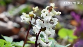 Kociałkowa Górka w kwiatach kokoryczy - zdjęcie 19