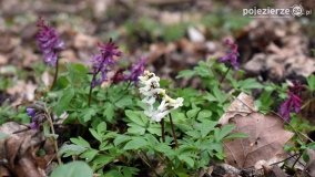 Kociałkowa Górka w kwiatach kokoryczy - zdjęcie 18