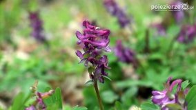 Kociałkowa Górka w kwiatach kokoryczy - zdjęcie 17