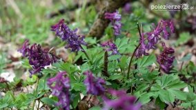 Kociałkowa Górka w kwiatach kokoryczy - zdjęcie 16