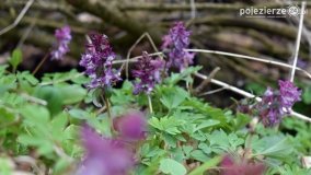 Kociałkowa Górka w kwiatach kokoryczy - zdjęcie 15