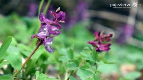 Kociałkowa Górka w kwiatach kokoryczy - zdjęcie 14