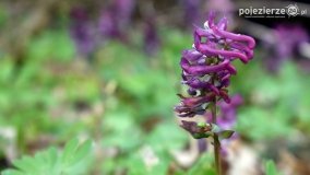 Kociałkowa Górka w kwiatach kokoryczy - zdjęcie 13