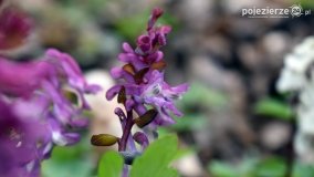 Kociałkowa Górka w kwiatach kokoryczy - zdjęcie 12