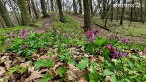 Kociałkowa Górka w kwiatach kokoryczy - zdjęcie 8