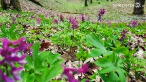 Kociałkowa Górka w kwiatach kokoryczy - zdjęcie 7