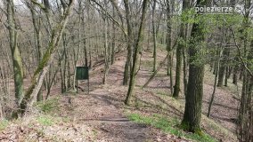 Kociałkowa Górka w kwiatach kokoryczy - zdjęcie 6