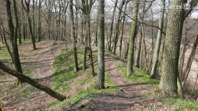 Kociałkowa Górka w kwiatach kokoryczy - zdjęcie 5