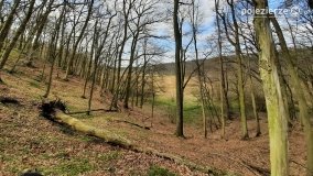 Kociałkowa Górka w kwiatach kokoryczy - zdjęcie 4