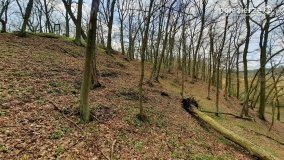 Kociałkowa Górka w kwiatach kokoryczy - zdjęcie 3