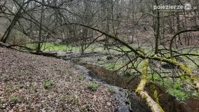 Kociałkowa Górka w kwiatach kokoryczy - zdjęcie 2