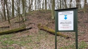 Kociałkowa Górka w kwiatach kokoryczy - zdjęcie 1