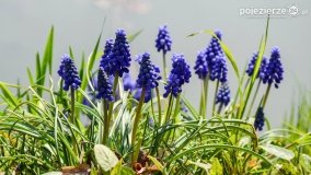 Park w Lubostroniu budzi się do życia! - zdjęcie 12