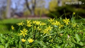 Park w Lubostroniu budzi się do życia! - zdjęcie 16