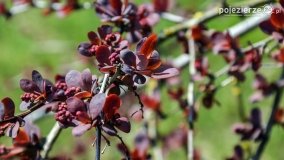 Park w Lubostroniu budzi się do życia! - zdjęcie 24