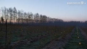 Ogrzewanie powierzchni upraw za pomocą ognia - zdjęcie 29