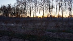 Ogrzewanie powierzchni upraw za pomocą ognia - zdjęcie 28