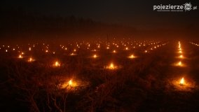 Ogrzewanie powierzchni upraw za pomocą ognia - zdjęcie 19