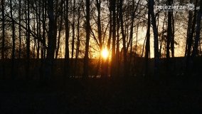 Ogrzewanie powierzchni upraw za pomocą ognia - zdjęcie 4