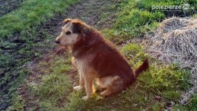 Ogrzewanie powierzchni upraw za pomocą ognia - zdjęcie 3