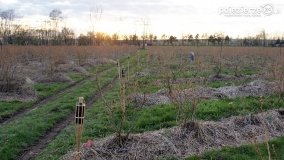 Ogrzewanie powierzchni upraw za pomocą ognia - zdjęcie 2