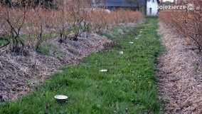 Ogrzewanie powierzchni upraw za pomocą ognia - zdjęcie 1