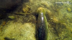 „Operacja Kołdrąb”  - zdjęcie 62