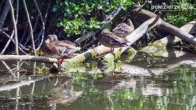 Odkrywamy walory Noteci - zdjęcie 11