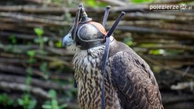 Biskupin powrócił do przeszłości - zdjęcie 29