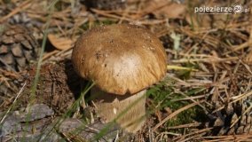 Różne barwy jesieni - zdjęcie 41