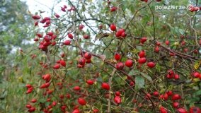 Różne barwy jesieni - zdjęcie 23