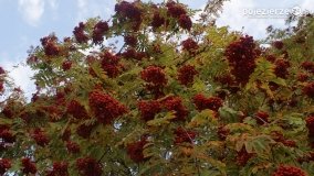 Różne barwy jesieni - zdjęcie 21