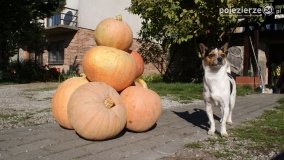 Różne barwy jesieni - zdjęcie 18