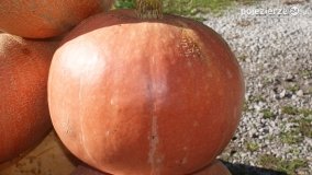 Różne barwy jesieni - zdjęcie 17