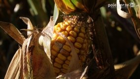 Różne barwy jesieni - zdjęcie 15