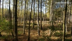 Różne barwy jesieni - zdjęcie 12