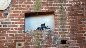 Jesienne Spotkania Zamkowe, skarby i „Zagadkowy Kolekcjoner” - zdjęcie 9