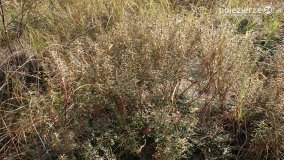 Jesień na Bagnach Chlebowo  - zdjęcie 43