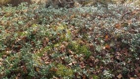 Jesień na Bagnach Chlebowo  - zdjęcie 39