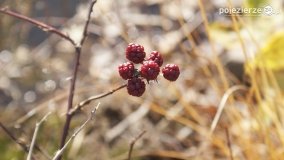 Jesień na Bagnach Chlebowo  - zdjęcie 30