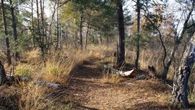 Jesień na Bagnach Chlebowo  - zdjęcie 12