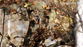 Jesień na Bagnach Chlebowo  - zdjęcie 5