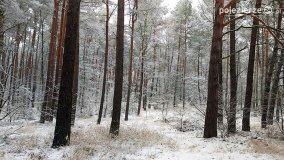 Zima na Pojezierzu Gnieźnieńskim... - zdjęcie 23