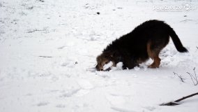 Zima na Pojezierzu Gnieźnieńskim... - zdjęcie 15