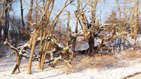 Pieszo przez Puszczę Zielonkę - zdjęcie 43