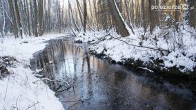 Pieszo przez Puszczę Zielonkę - zdjęcie 36